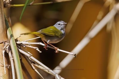 White-rimmed Warbler - Myiothlypis leucoblephara