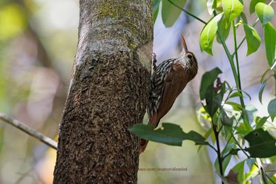 Scaled woodcreeper - Lepidocolaptes squamatus