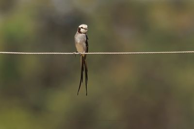 Streamer-tailed Tyrant - Gubernetes yetapa