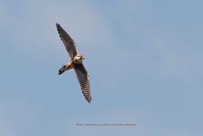 Aplomado falcon - Falco femoralis