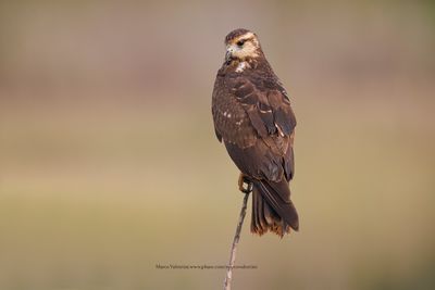 Snail kite - Rosthramus sociabilis