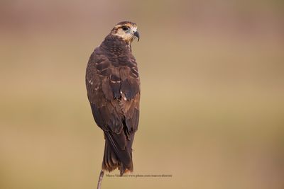 Snail kite - Rosthramus sociabilis