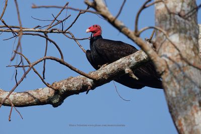 Turkey Vulture - Cathartes aura