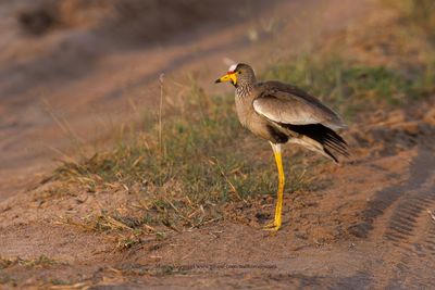 African Wattled Lapwing - Vanellus senegallus