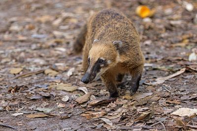 Coati - Nasua nasua