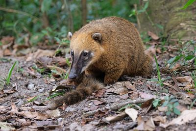 Coati - Nasua nasua