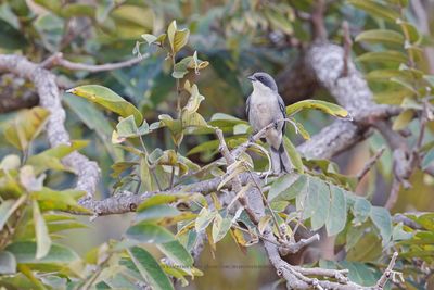 Cinereous Warbling Finch - Microspingus cinereus 