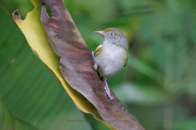 Gray-chested Greenlet - Hylophilus semicinereus