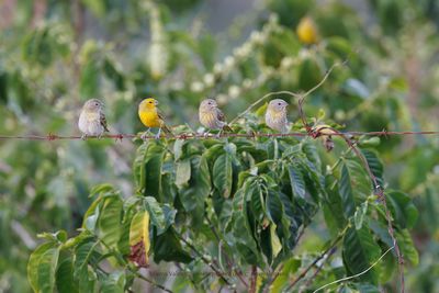 Saffron finch - Sicalis flaveola