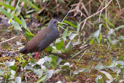 Blackish Rail - Pardirallus nigricans