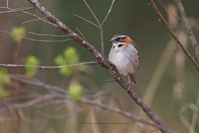 Rufous-collared Sparrow - Zonotrichia capensis