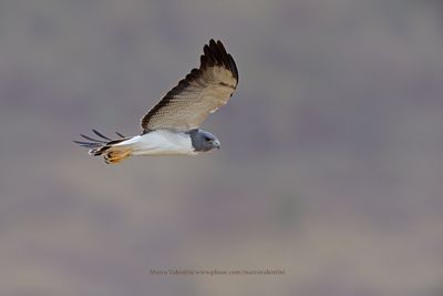 White-tailed Hawk - Geranoaetus albicaudatus