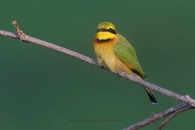 Little Bee-eater - Merops pusillus