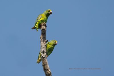 Tui Parakeet - Brotogeris sanctithomae