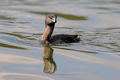 Pied-billed Grebe - Podilymbus podiceps