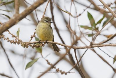 Planalto Tyrannulet - Phyllomyias fasciatus