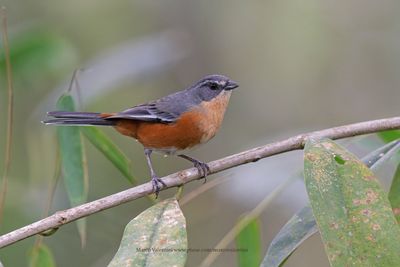 Buff-throated Warbling Finch - Microspingus lateralis