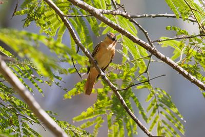 Chestnut-crowned becard - Pachyramphus castaneus