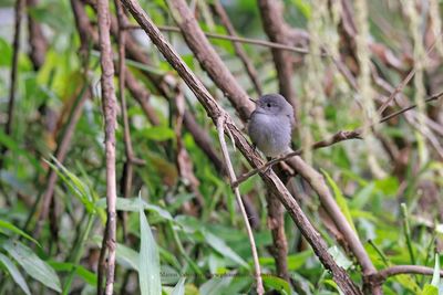 Sooty Tyrannulet - Serpophaga nigricans