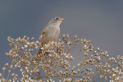 Wedge-tailed Grass-Finch - Emberizoides herbicola