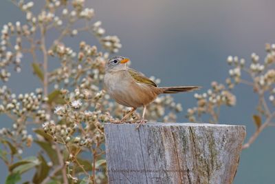 Wedge-tailed Grass-Finch - Emberizoides herbicola