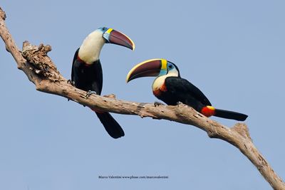 White-throated Toucan - Ramphastos tucanus