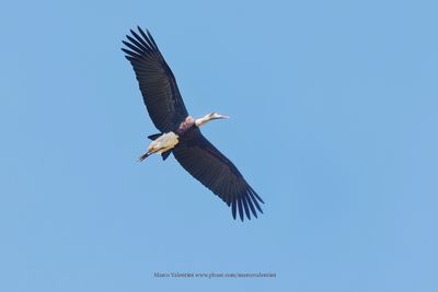 African Wolly-necked Stork - Ciconia microscelis