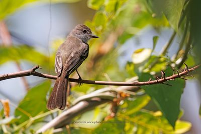 Swainson's Flycatcher - Myiarchus swainsoni