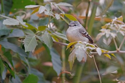 White-crested Tyrannulet - Serpophaga subcristata