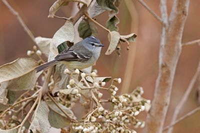 White-crested Tyrannulet - Serpophaga subcristata