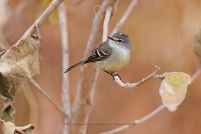 White-crested Tyrannulet - Serpophaga subcristata