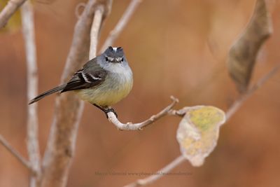 White-crested Tyrannulet - Serpophaga subcristata
