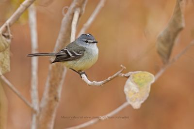 White-crested Tyrannulet - Serpophaga subcristata