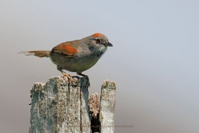 Pale-breasted Spinetail - Synallaxis albescens