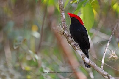 Helmeted Manakin - Antilophia galeata