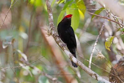 Helmeted Manakin - Antilophia galeata