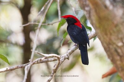 Helmeted Manakin - Antilophia galeata