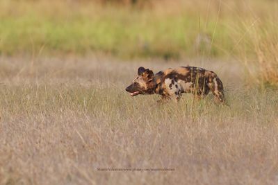 African Wild Dog - Lycaon pictus