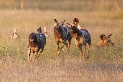 African Wild Dog - Lycaon pictus