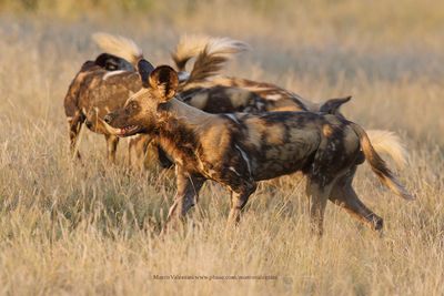 African Wild Dog - Lycaon pictus