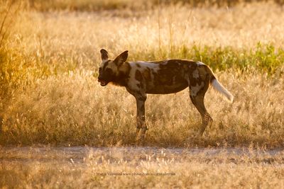 African Wild Dog - Lycaon pictus