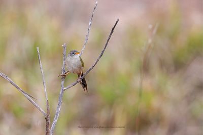 Wedge-tailed Grass-Finch - Emberizoides herbicola
