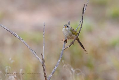 Wedge-tailed Grass-Finch - Emberizoides herbicola