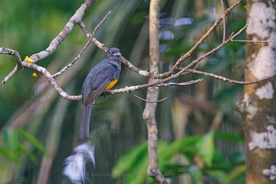 White-tailed trogon - Trogon chionurus