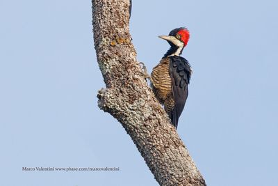Crimson-crested Woodpecker - Campephilus melanoleucos
