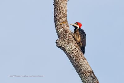 Crimson-crested Woodpecker - Campephilus melanoleucos