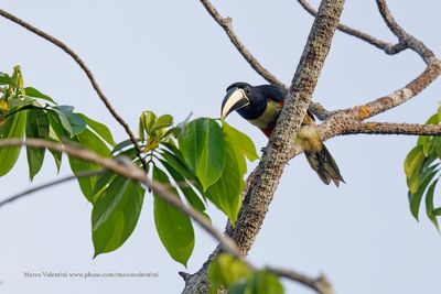 Black-necked Aracari - Pteroglossus aracari
