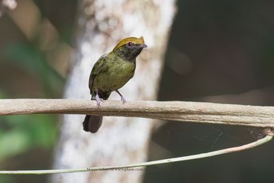 Helmeted Manakin - Antilophia galeata