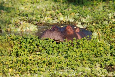 Hippo - Hippopotamus amphibius