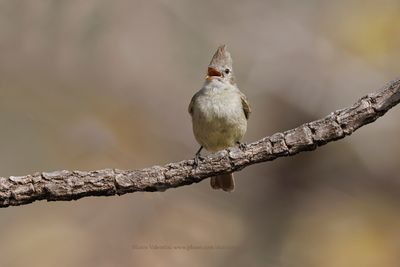 Plain-crested Elaenia - Elaenia cristata